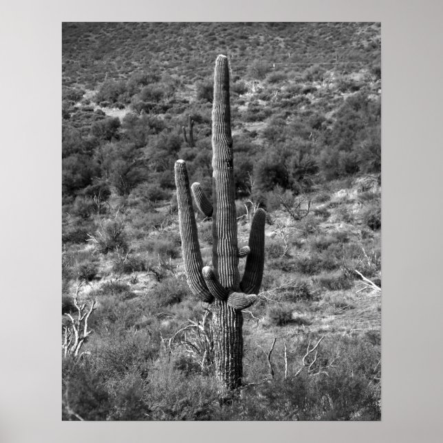 Schwarz-Weiß-Saguaro-Kaktus in Sagebrush 16x20 Poster (Vorne)