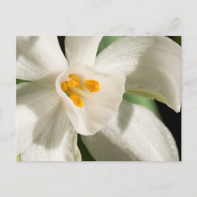 Schwarz-Weiß-Save the Date-Postkarten Ankündigungspostkarte (Vorderseite)