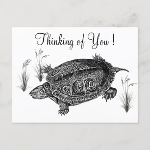 Schwarz-Weiß-Schildkröten denken Sie Postkarte