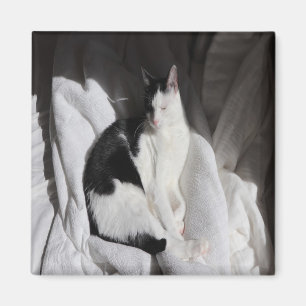 Schwarz-weiß schlafende Katze/Fügen Sie das Foto I Magnet