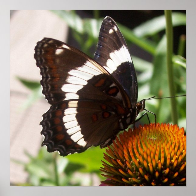 Schwarz-Weiß-Schmetterling 49 Poster (Vorne)