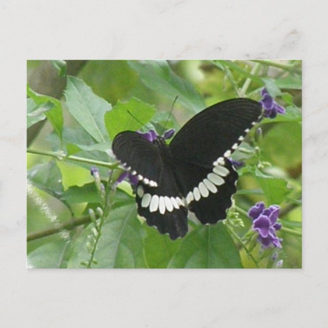 Schwarz-Weiß-Schmetterling-Postkarte Postkarte (Vorderseite)