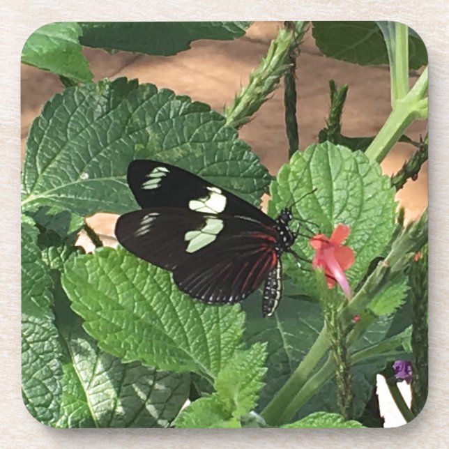 Schwarz-Weiß-Schmetterling Untersetzer (Vorderseite)