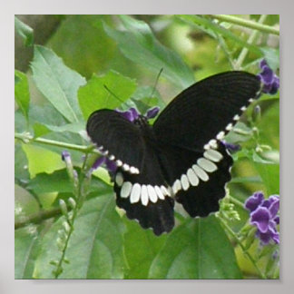 Schwarz-Weiß-Schmetterlingsdrucken Poster