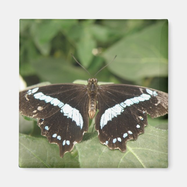 Schwarz-Weiß-Schmetterlingsmagnet Magnet (Vorne)