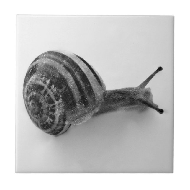 Schwarz-Weiß-Schnecke Fliese (Vorderseite)