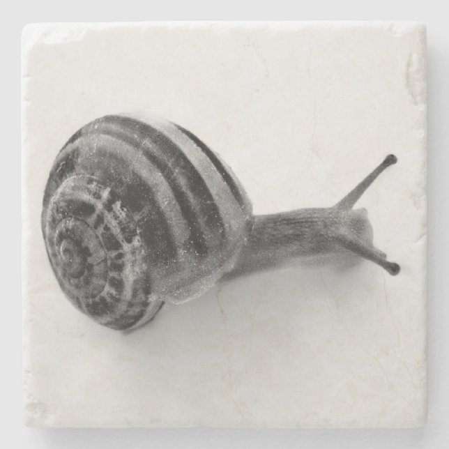 Schwarz-Weiß-Schnecke Steinuntersetzer (Vorderseite)