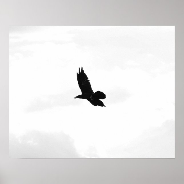 Schwarz-Weiß-Schwarz-Rabe 16x20 Poster (Vorne)