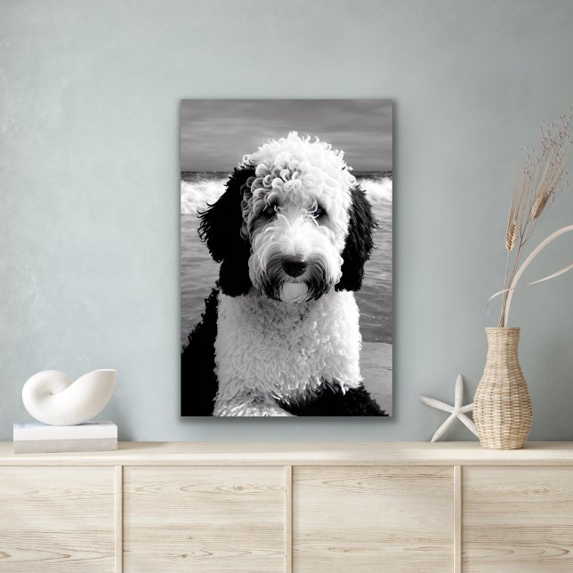 Schwarz-Weiß-Sheepadoodle-Poster Poster (Von Creator hochgeladen)