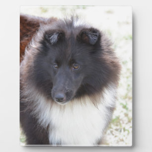 Schwarz-Weiß-Sheltie Fotoplatte