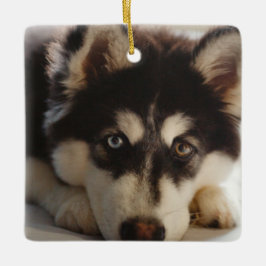 Schwarz-Weiß-sibirischer Husky Keramikornament