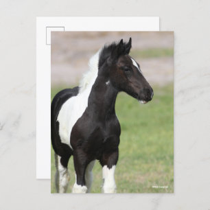 Schwarz-Weiß-Sinti und Roma Vanner Foal Stehend Postkarte