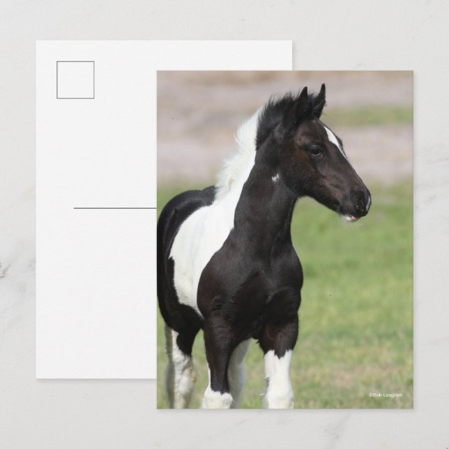 Schwarz-Weiß-Sinti und Roma Vanner Foal Stehend Postkarte (Vorne/Hinten)