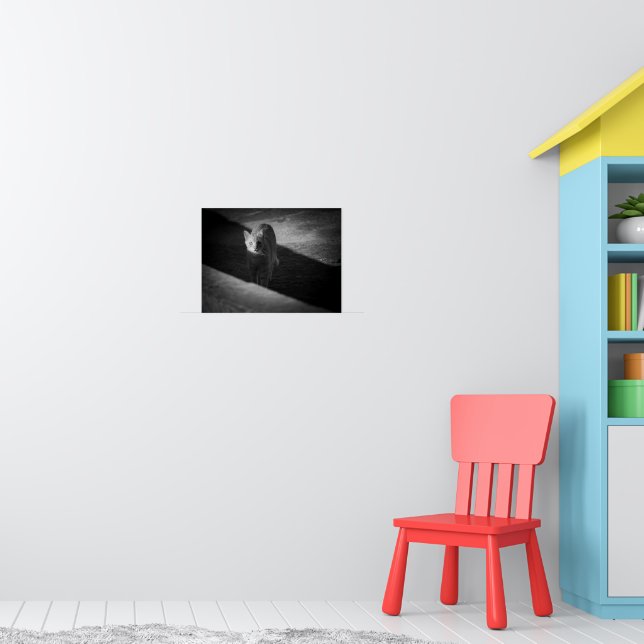Schwarz-Weiß-Strassenkatzen-Fotografie Poster (Kinderzimmer 1)