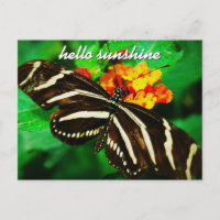 Schwarz-weiß Stripe Butterfly Hallo Sonnenschein-S