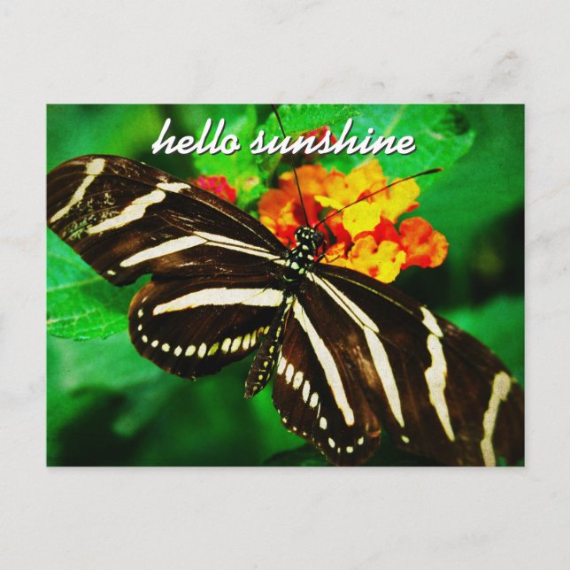 Schwarz-weiß Stripe Butterfly Hallo Sonnenschein-S Postkarte (Vorderseite)