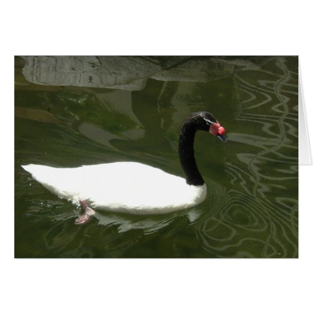 Schwarz-Weiß-Swan (Vorderseite (Horizontal))