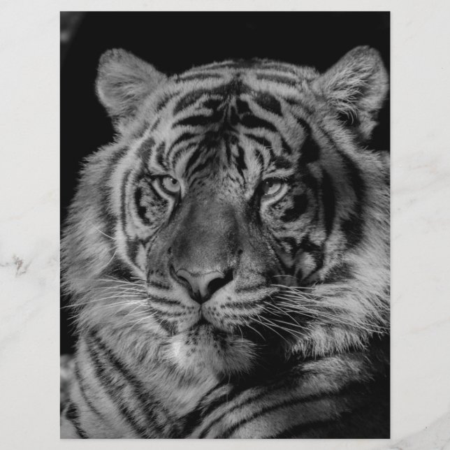 Schwarz-Weiß-Tiger (Vorderseite)