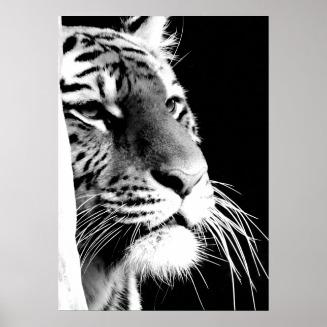 Schwarz-Weiß-Tiger-Augen Poster (Vorne)