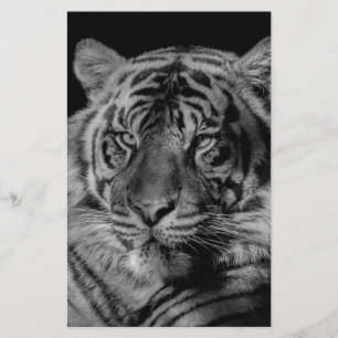 Schwarz-Weiß-Tiger Briefpapier