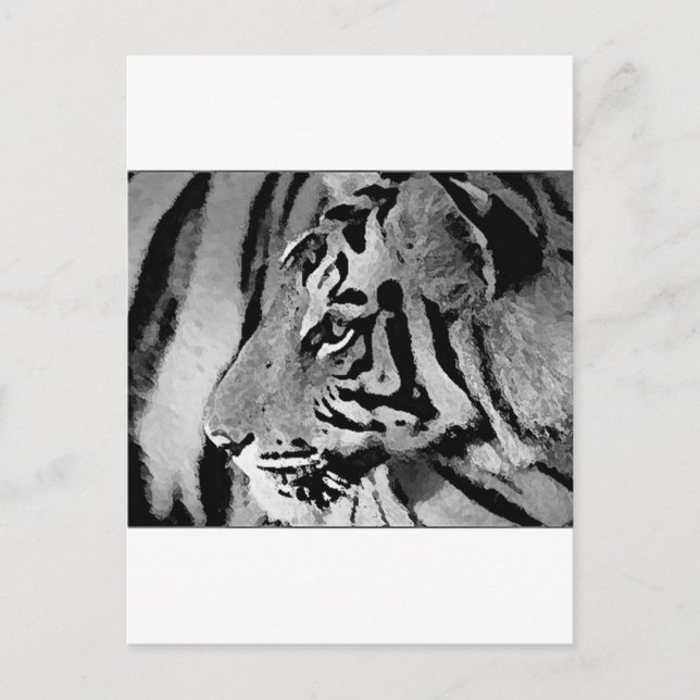 Schwarz-Weiß-Tiger Postkarte (Vorderseite)