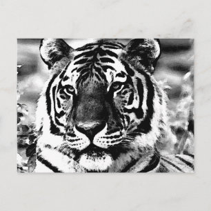 Schwarz-Weiß-Tiger Postkarte