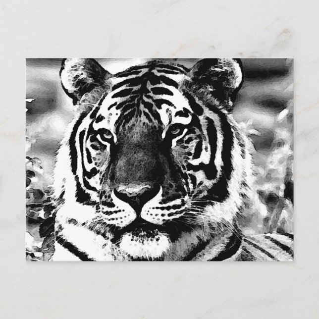 Schwarz-Weiß-Tiger Postkarte (Vorderseite)