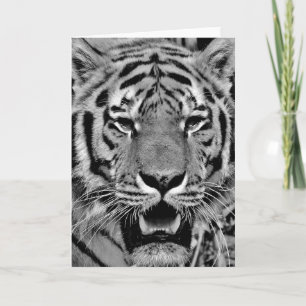 Schwarz-Weiß-Tigergesicht Karte