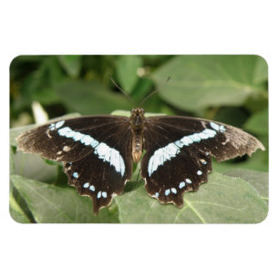 Schwarz-Weiß-Tropenschmetterling Flexi Magnet