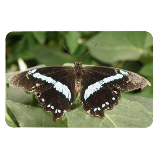 Schwarz-Weiß-Tropenschmetterling Flexi Magnet (Horizontal)