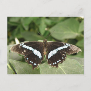 Schwarz-Weiß-Tropenschmetterling-Postkarte Postkarte