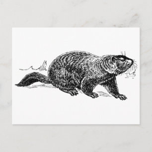 schwarz-weiß Vintage-Murmeltier-Postkarte Postkarte