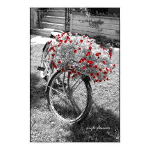 Schwarz-Weiß Vintages Fahrrad Rote Blume Poster