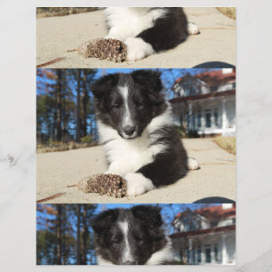 Schwarz-Weiß-Welpe Flyer