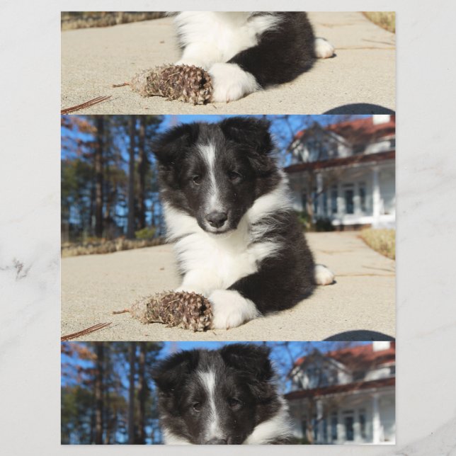 Schwarz-Weiß-Welpe Flyer (Vorne)