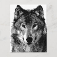 Schwarz-Weiß-Wolf-Portrait