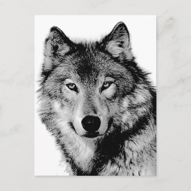 Schwarz-Weiß-Wolf Postkarte (Vorderseite)