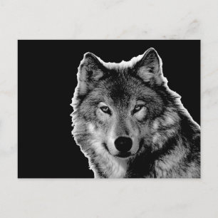 Schwarz-Weiß-Wolf Postkarte