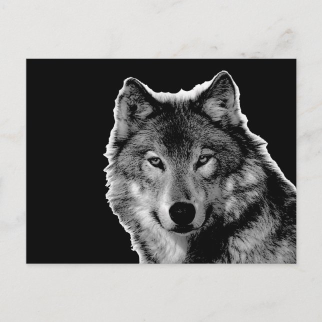 Schwarz-Weiß-Wolf Postkarte (Vorderseite)