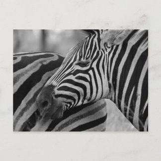 Schwarz/Weiß-Zebra-Postkarte Postkarte