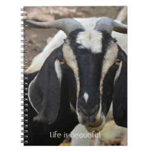 Schwarz Weiß Ziege Kauai (meine Fotografie) Notizblock
