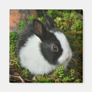 Schwarz-Weiß-Zwerg Mini Bunny Rabbit Magnet