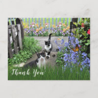 Schwarz-weiße Anzugkatzen im Garten  Danke