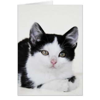 Schwarz-weiße bedachte Kitten Grußkarte