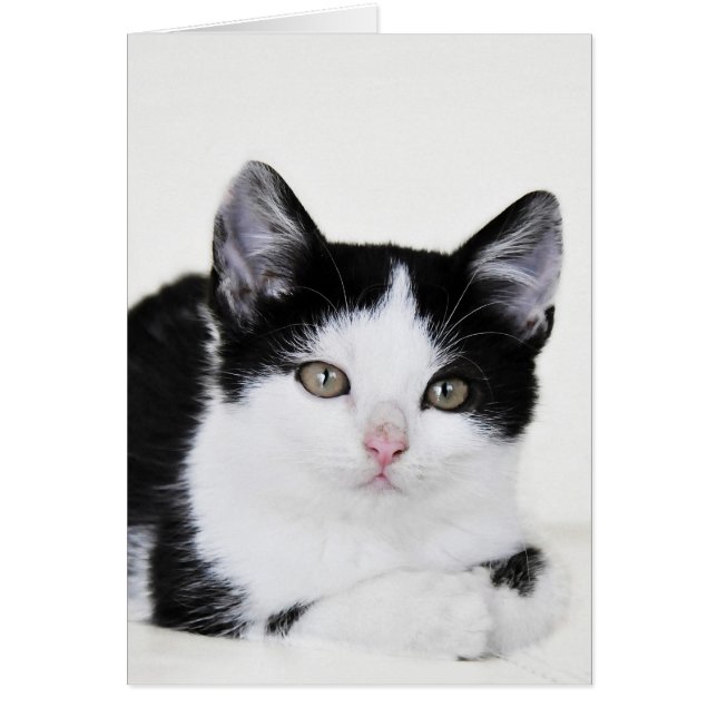 Schwarz-weiße bedachte Kitten Grußkarte (Vorne)