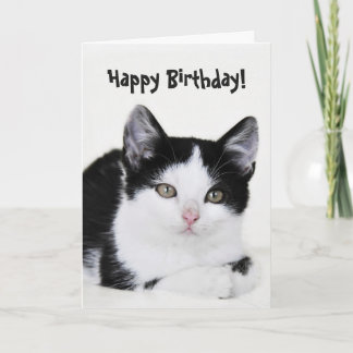Schwarz-weiße bedachte Kitten Grußkarte Karte