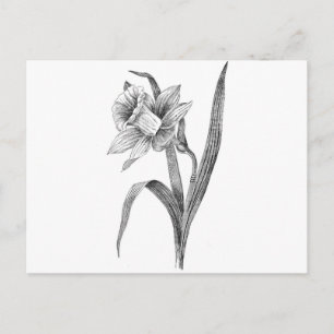 schwarz weiße Blumen Osterglocke vintage Postkarte