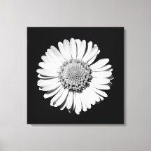 Schwarz-weiße Daisy Floral Art Botanische Fotograf