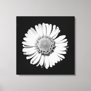 Schwarz-weiße Daisy Floral Art Botanische Fotograf Leinwanddruck
