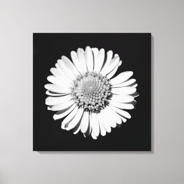Schwarz-weiße Daisy Floral Art Botanische Fotograf Leinwanddruck (Vorderseite)
